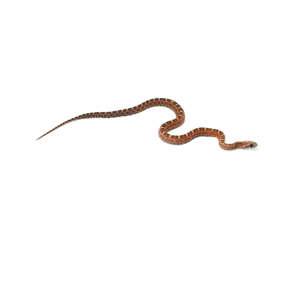 Scaleless Corn Snake