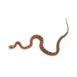 Scaleless Corn Snake