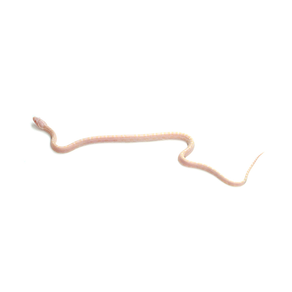 Snow Scaleless Corn Snake