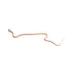 Snow Scaleless Corn Snake