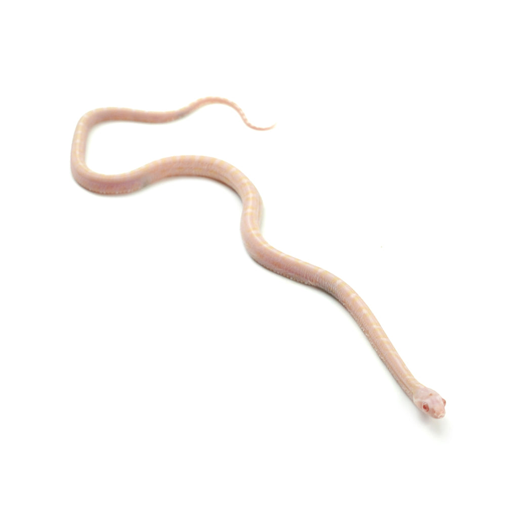 Snow Scaleless Corn Snake
