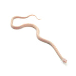 Snow Scaleless Corn Snake