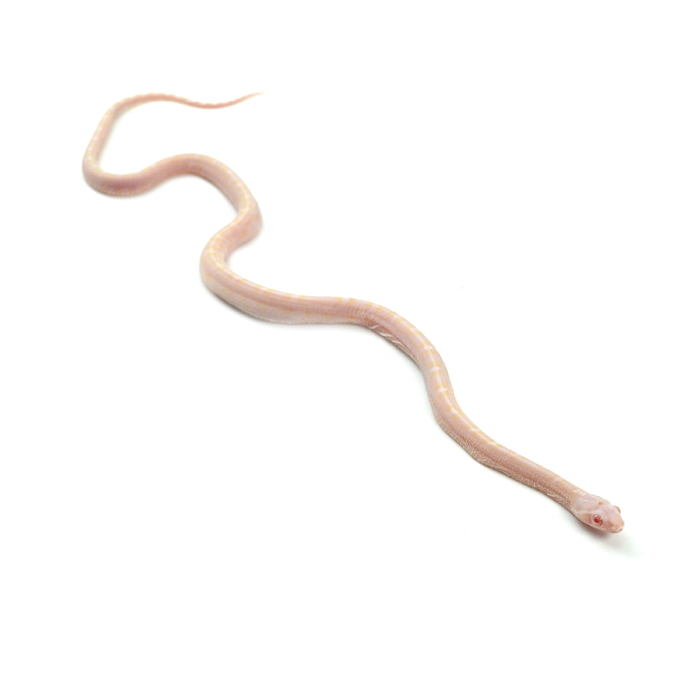 Snow Scaleless Corn Snake
