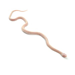 Snow Scaleless Corn Snake
