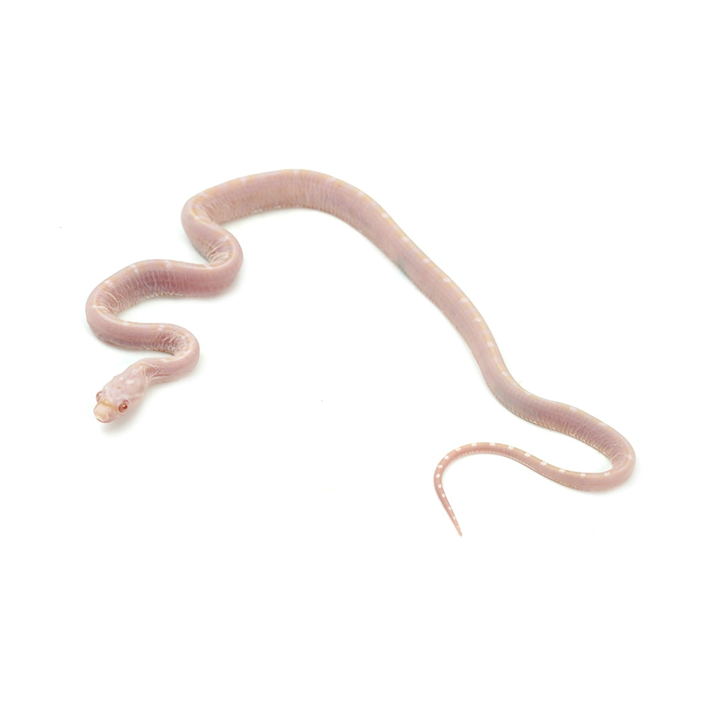 Snow Scaleless Corn Snake