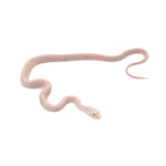 Snow Scaleless Corn Snake