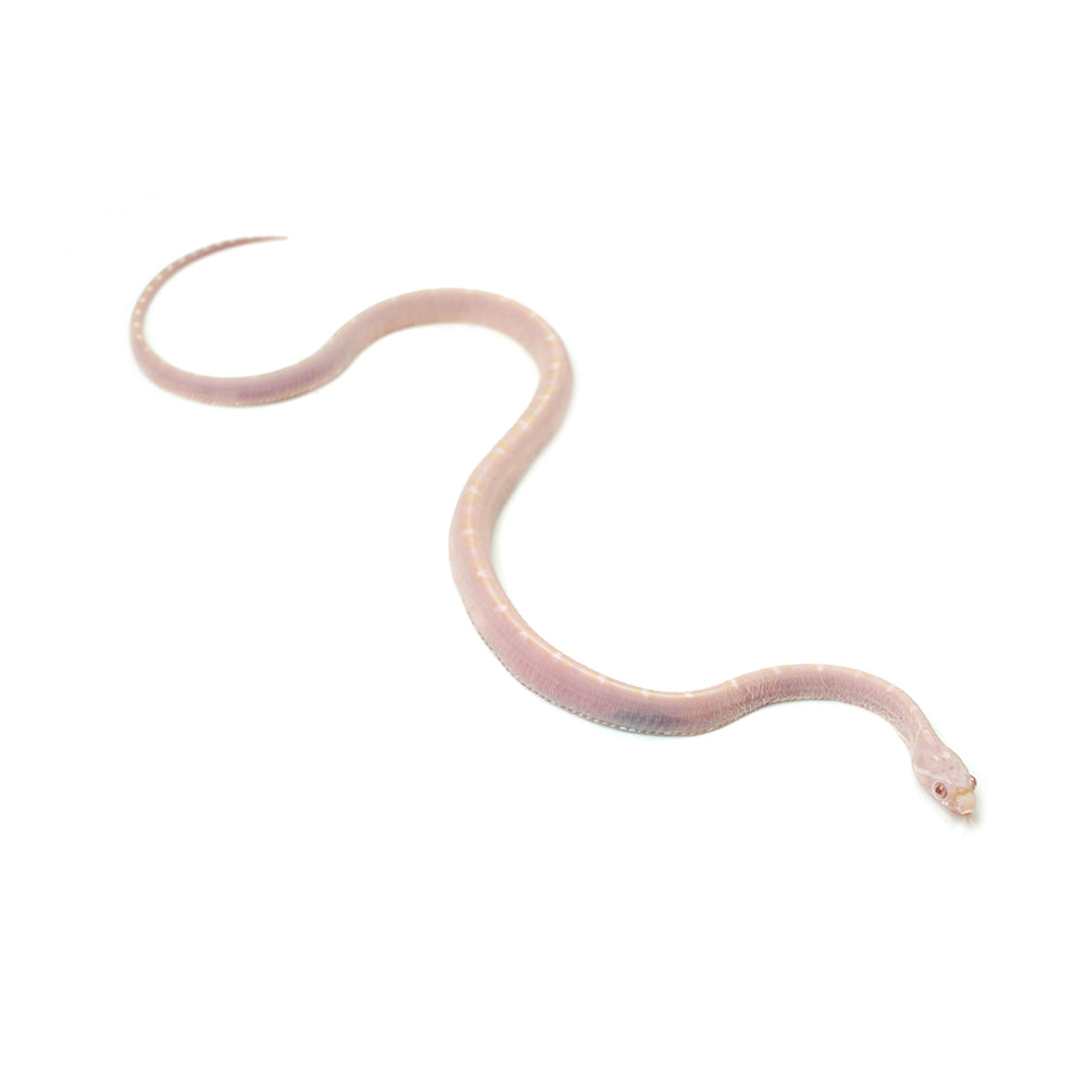 Snow Scaleless Corn Snake