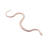Snow Scaleless Corn Snake