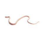 Snow Scaleless Corn Snake