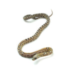 Caramel Scaleless Corn Snake