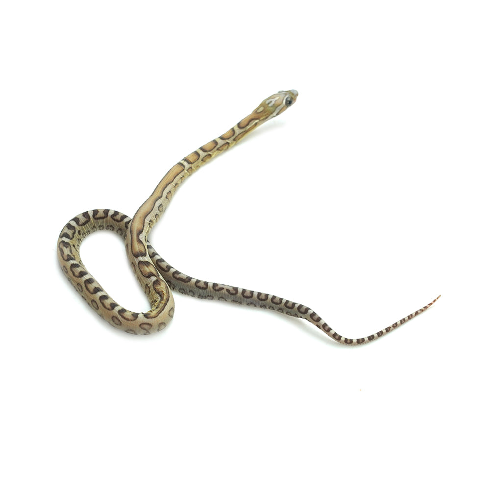 Caramel Scaleless Corn Snake