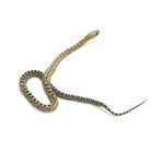 Caramel Scaleless Corn Snake
