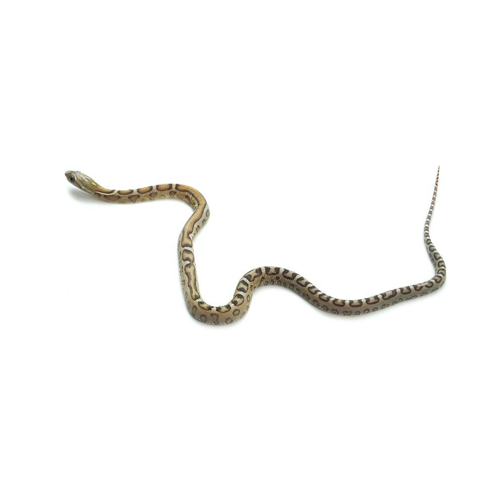 Caramel Scaleless Corn Snake