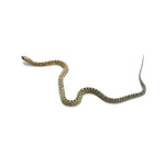 Caramel Scaleless Corn Snake