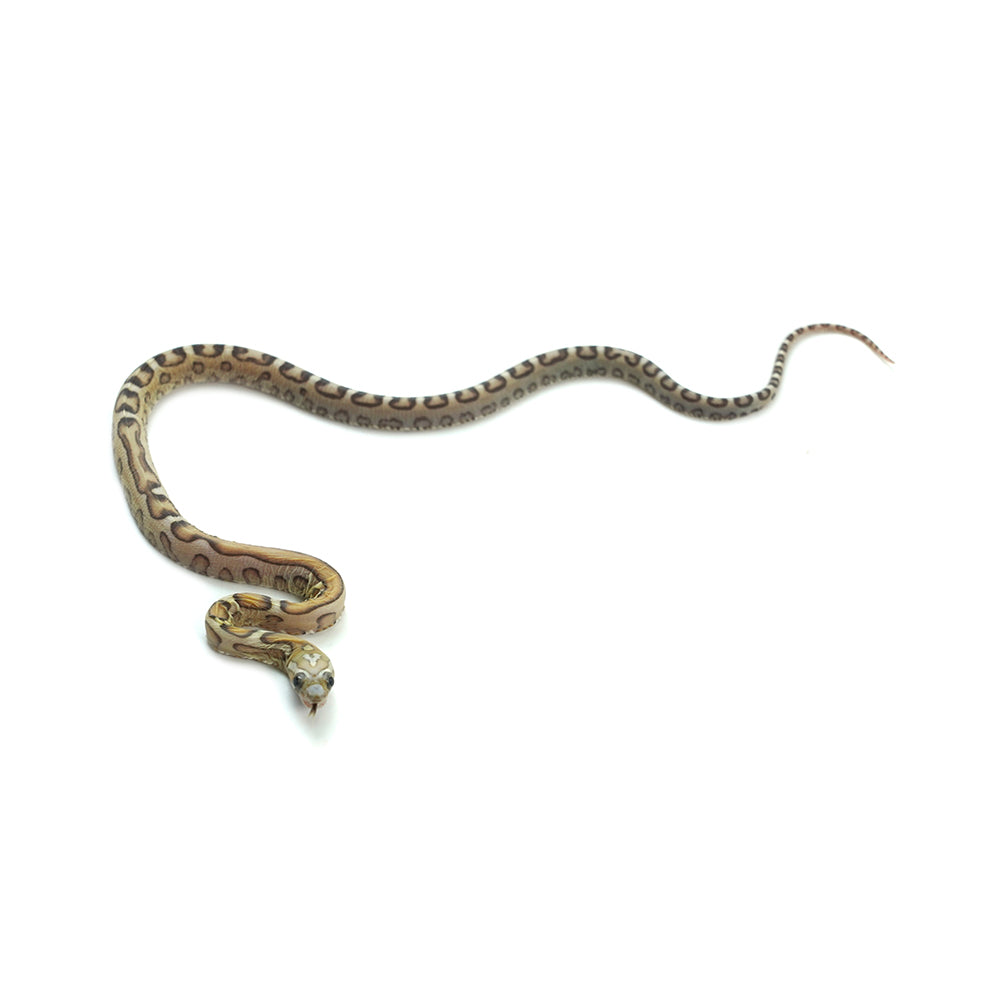 Caramel Scaleless Corn Snake