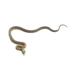 Caramel Scaleless Corn Snake