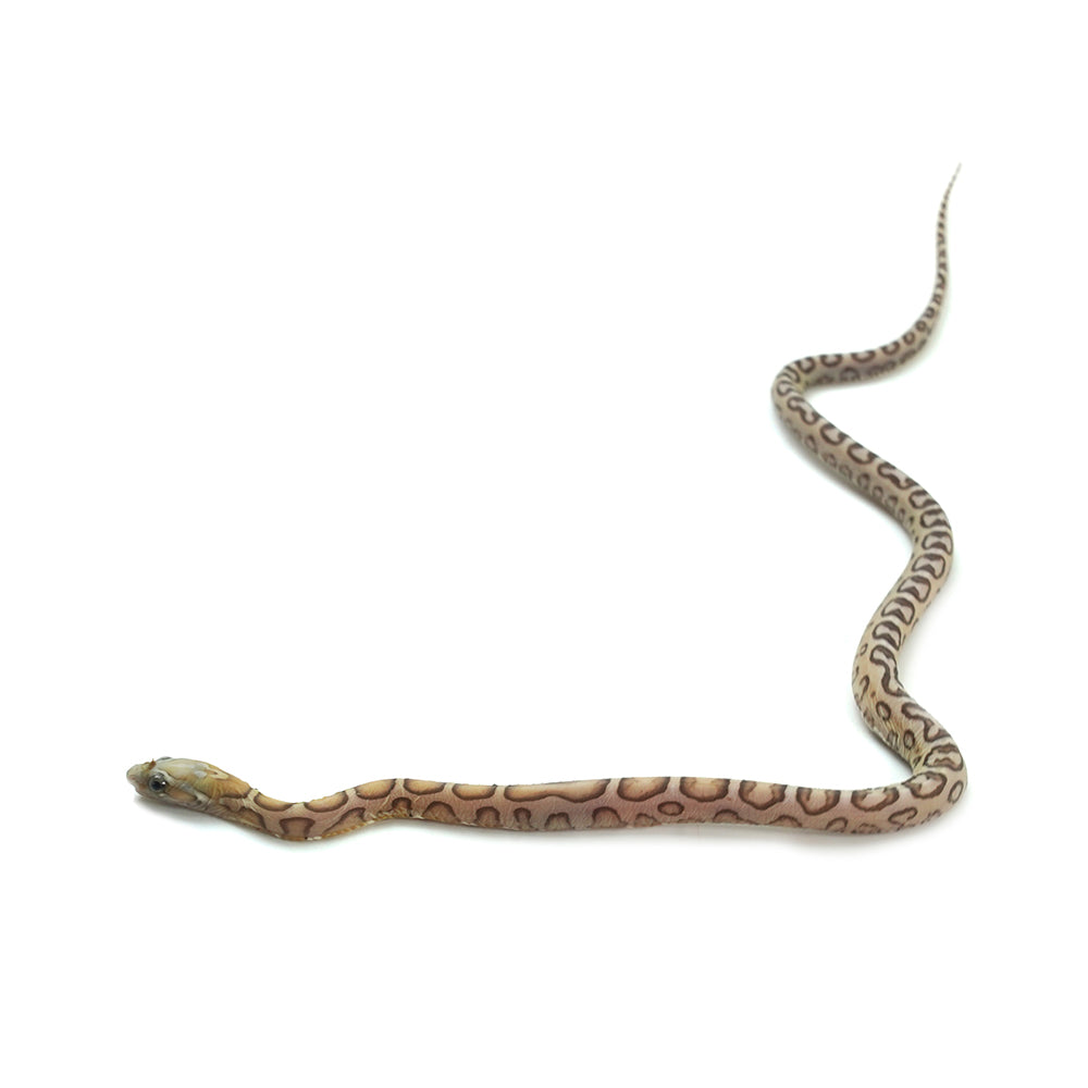 Caramel Scaleless Corn Snake