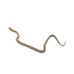 Caramel Scaleless Corn Snake