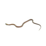 Caramel Scaleless Corn Snake