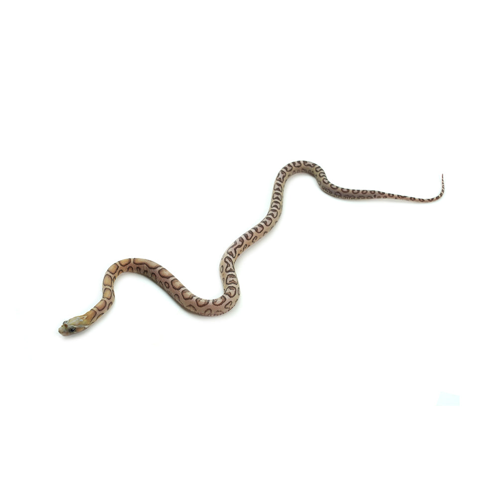 Caramel Scaleless Corn Snake