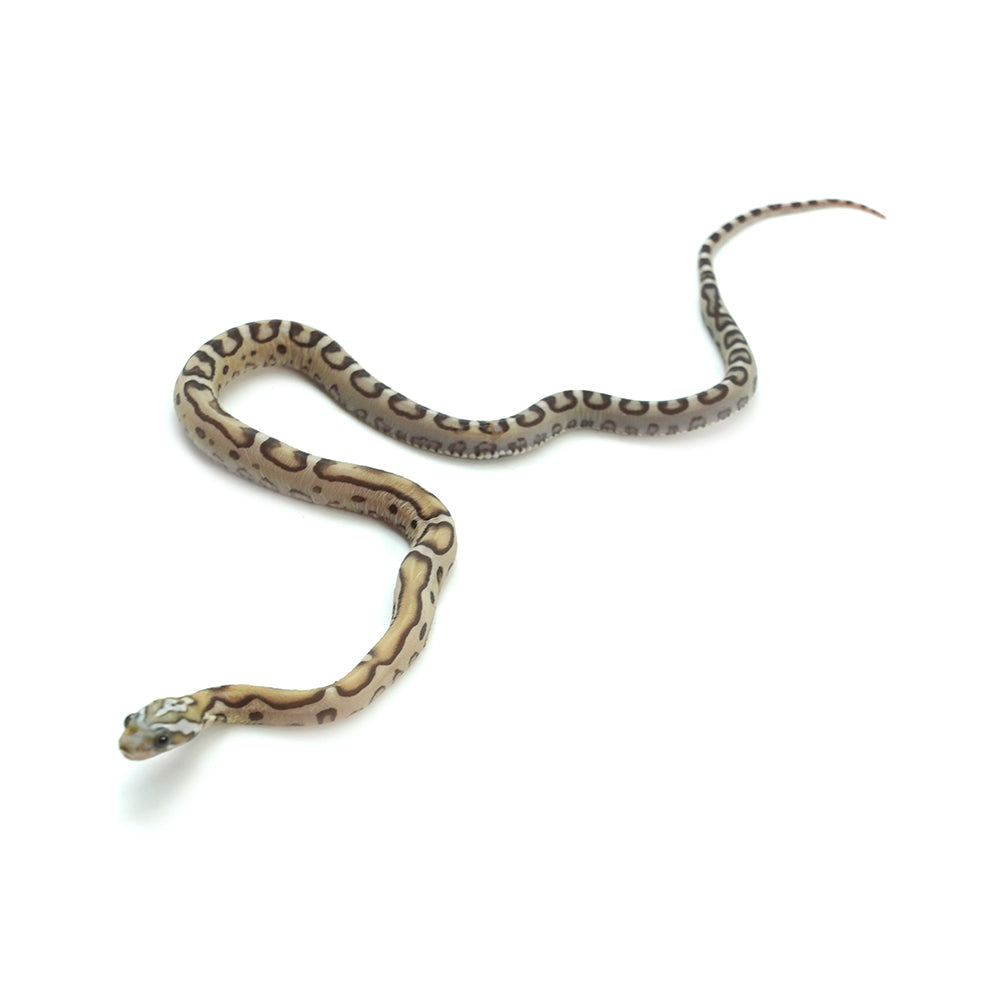 Caramel Scaleless Corn Snake