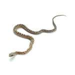 Caramel Scaleless Corn Snake