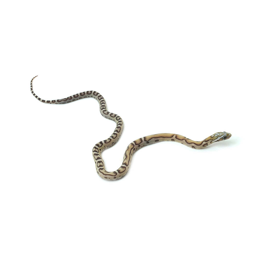 Caramel Scaleless Corn Snake