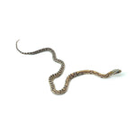 Caramel Scaleless Corn Snake