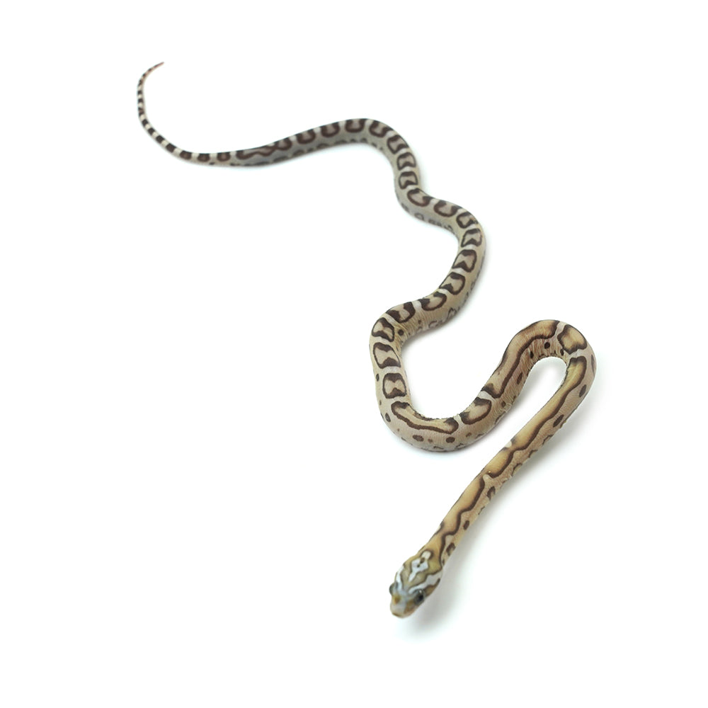 Caramel Scaleless Corn Snake