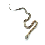 Caramel Scaleless Corn Snake