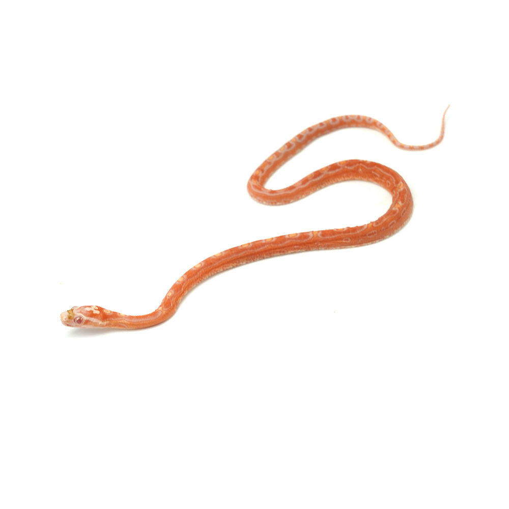 Albino Motley Scaleless Corn Snake