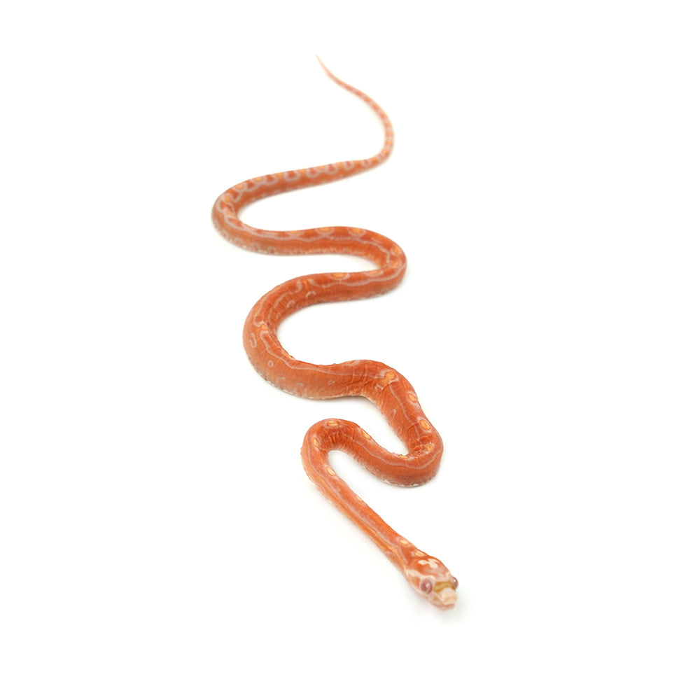Albino Motley Scaleless Corn Snake