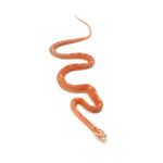 Albino Motley Scaleless Corn Snake