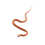 Albino Motley Scaleless Corn Snake