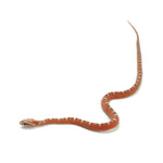 Hypo Scaleless Corn Snake
