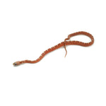 Hypo Scaleless Corn Snake