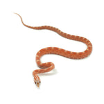 Hypo Scaleless Corn Snake