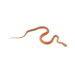 Hypo Scaleless Corn Snake