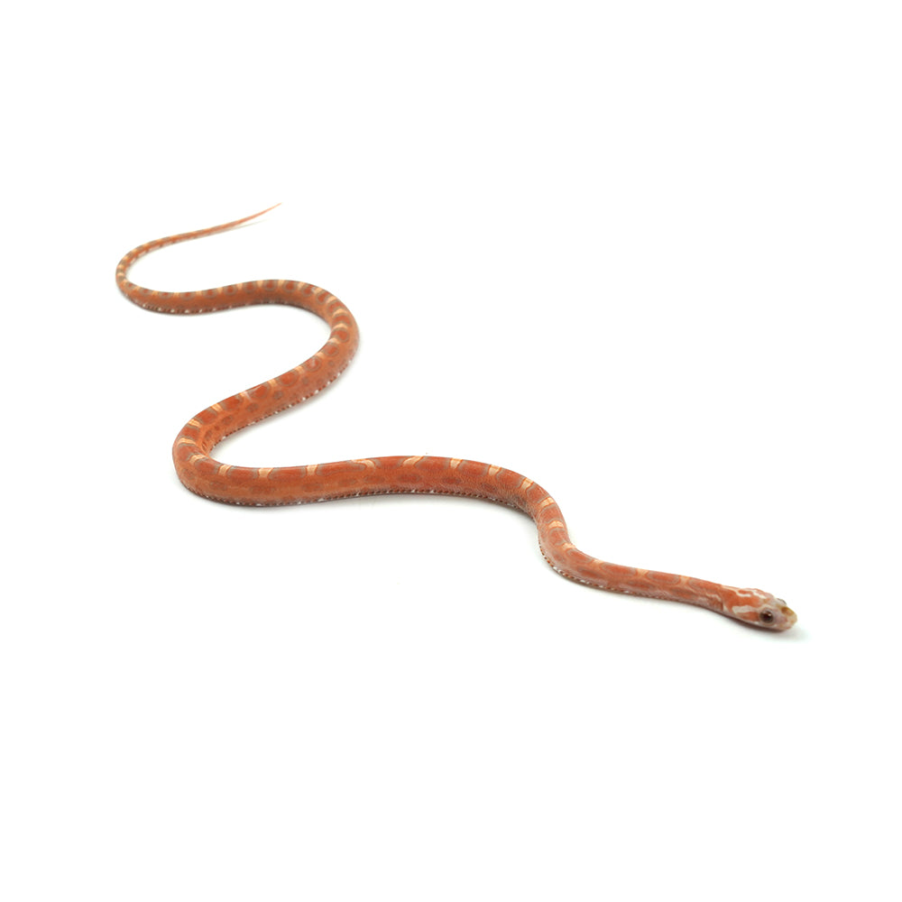 Hypo Scaleless Corn Snake
