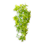 Hobby Climber Ivy 37cm