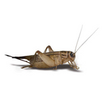 Live Feeder Crickets S (Pack of approx. 60pcs)