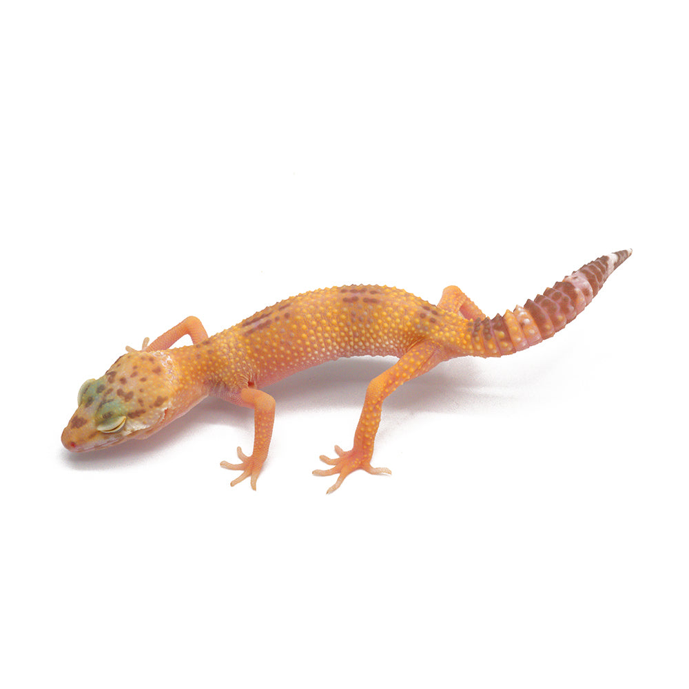 Tangerine Temper Albino Leopard Gecko
