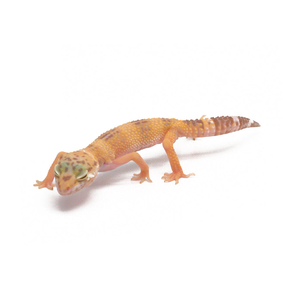 Tangerine Temper Albino Leopard Gecko