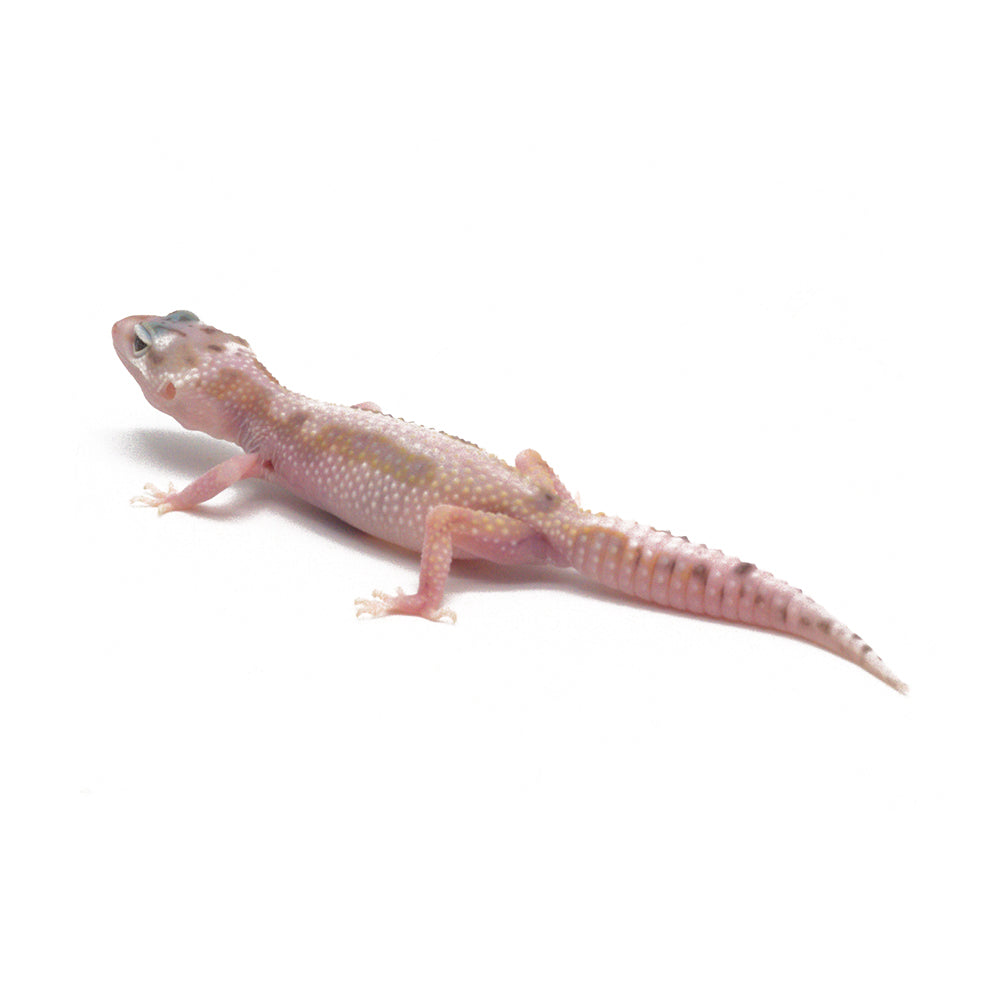 Snow Eclipse Leopard Gecko
