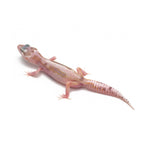 Snow Eclipse Leopard Gecko