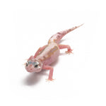 Snow Eclipse Leopard Gecko