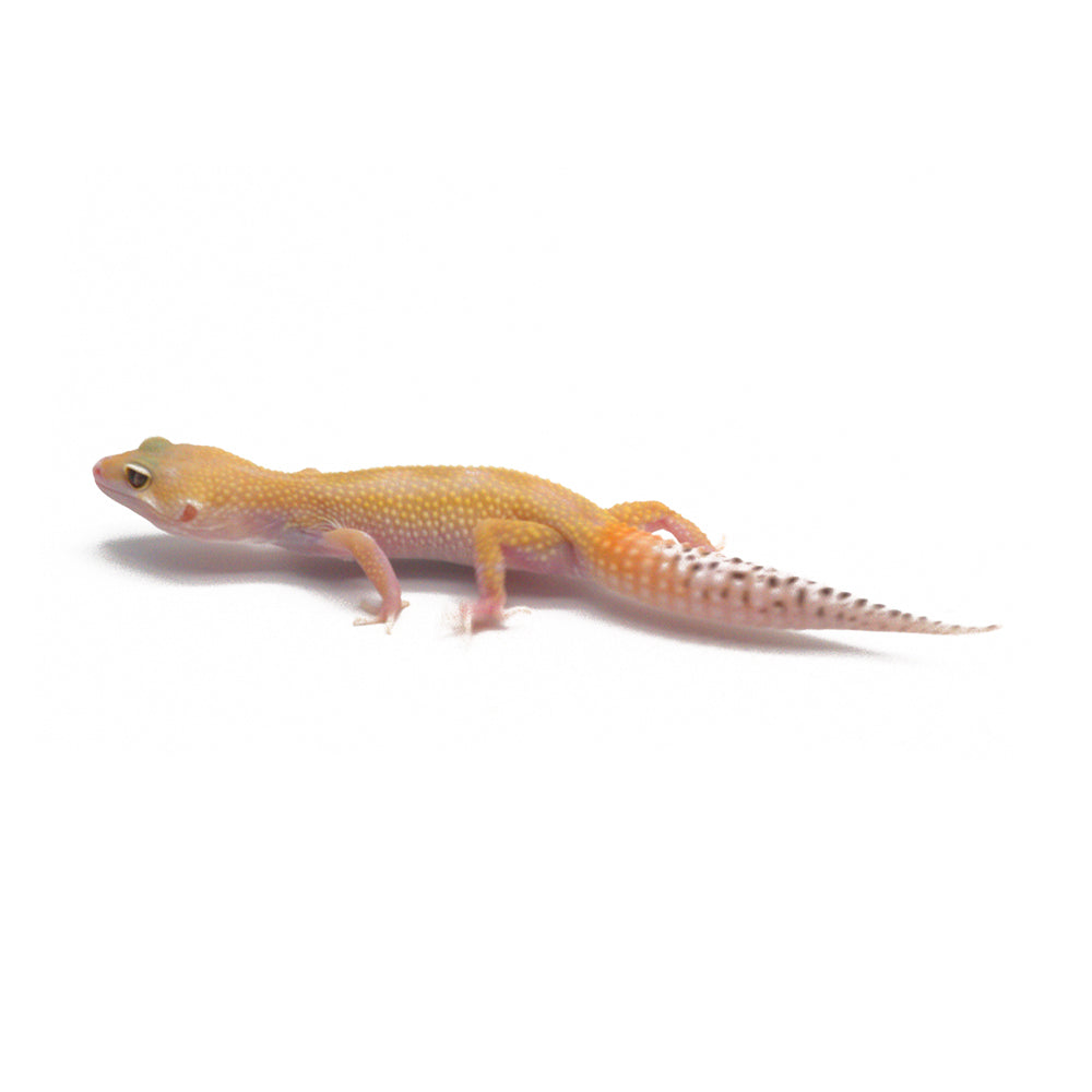 Tangerine Eclipse Leopard Gecko