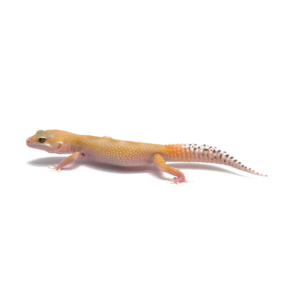 Tangerine Eclipse Leopard Gecko
