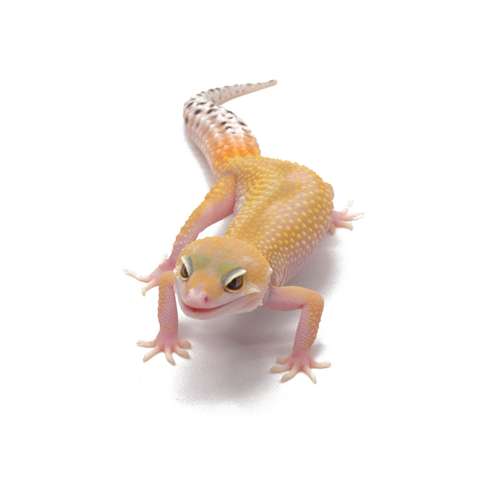 Tangerine Eclipse Leopard Gecko