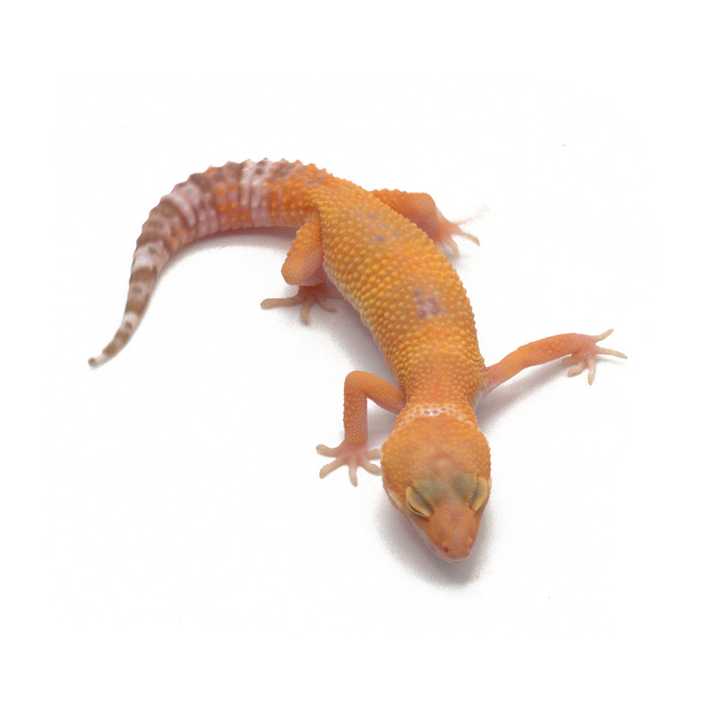 Sunglow Leopard Gecko
